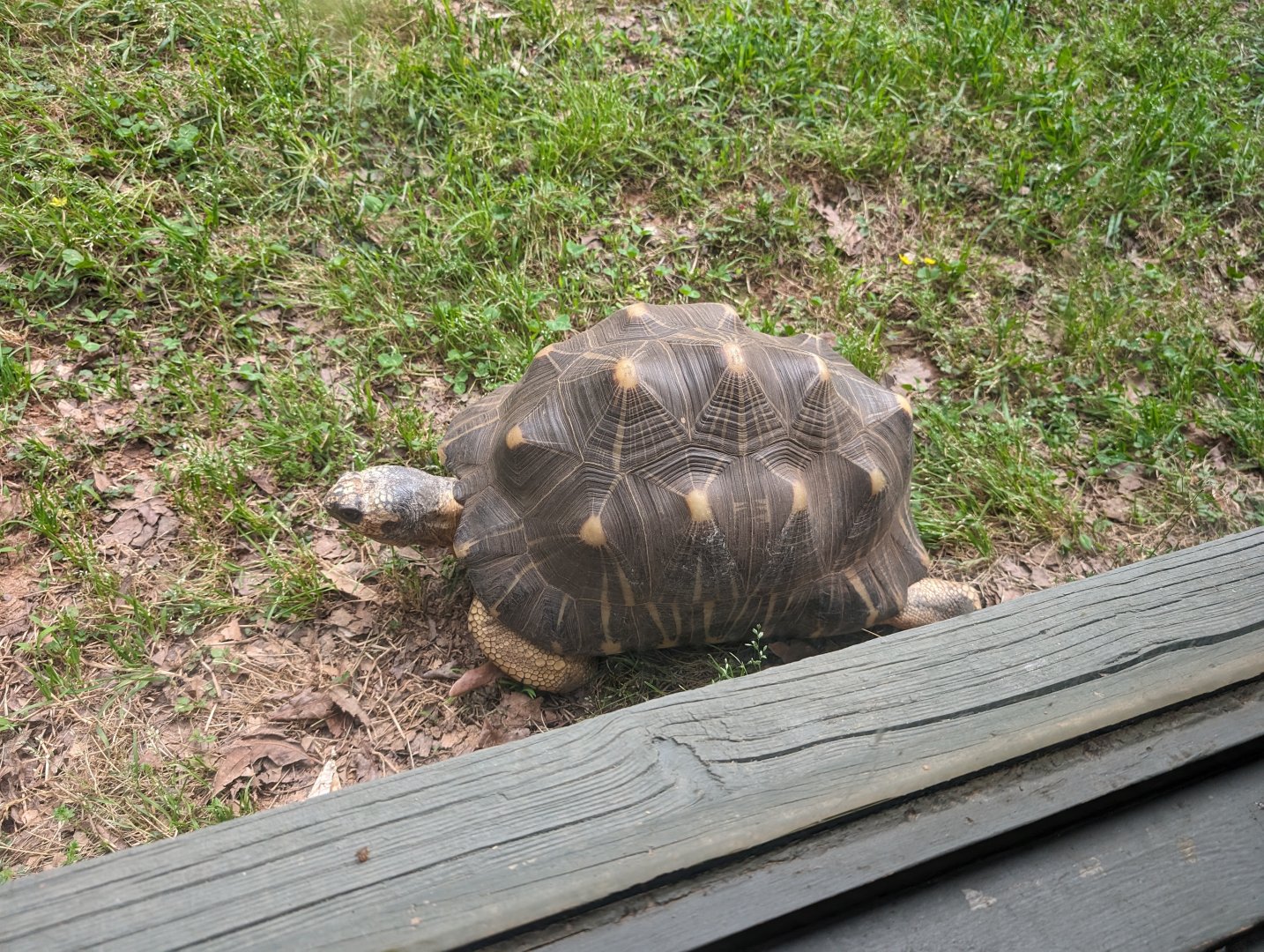 New Radiated Tortoise at the Greensboro Science Center