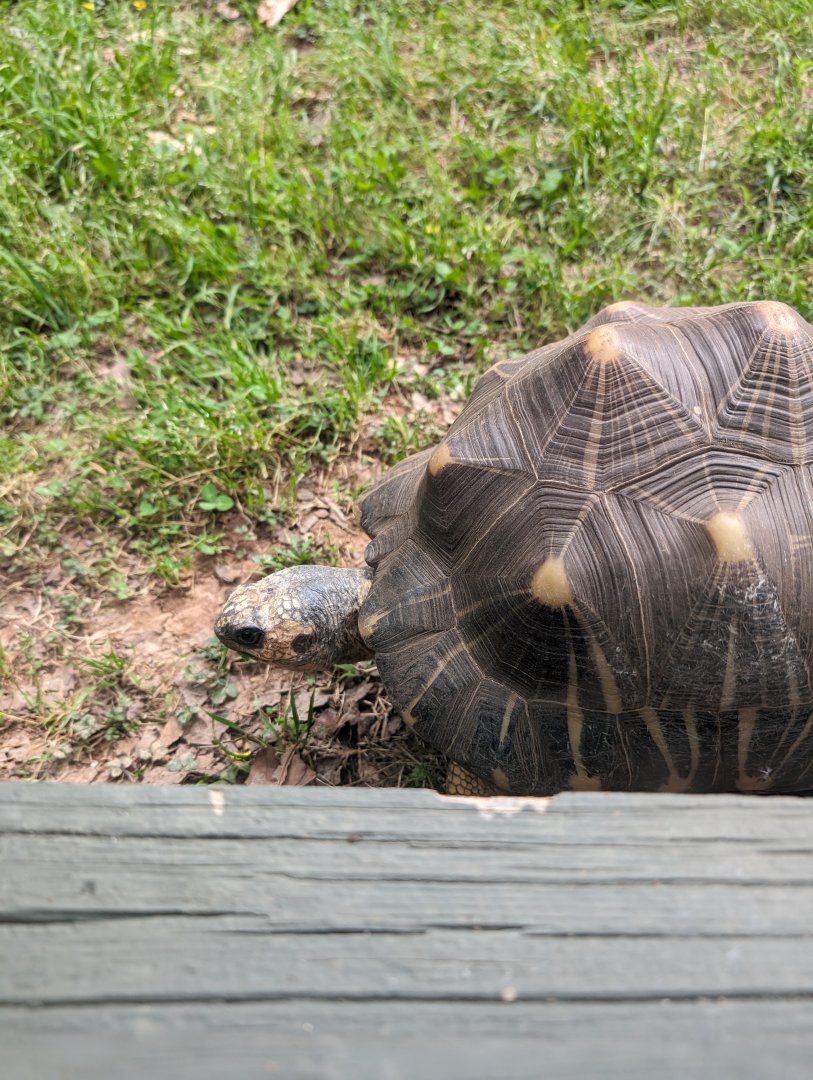 New Radiated Tortoise at the Greensboro Science Center