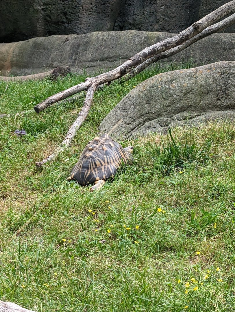 New Radiated Tortoise at the Greensboro Science Center