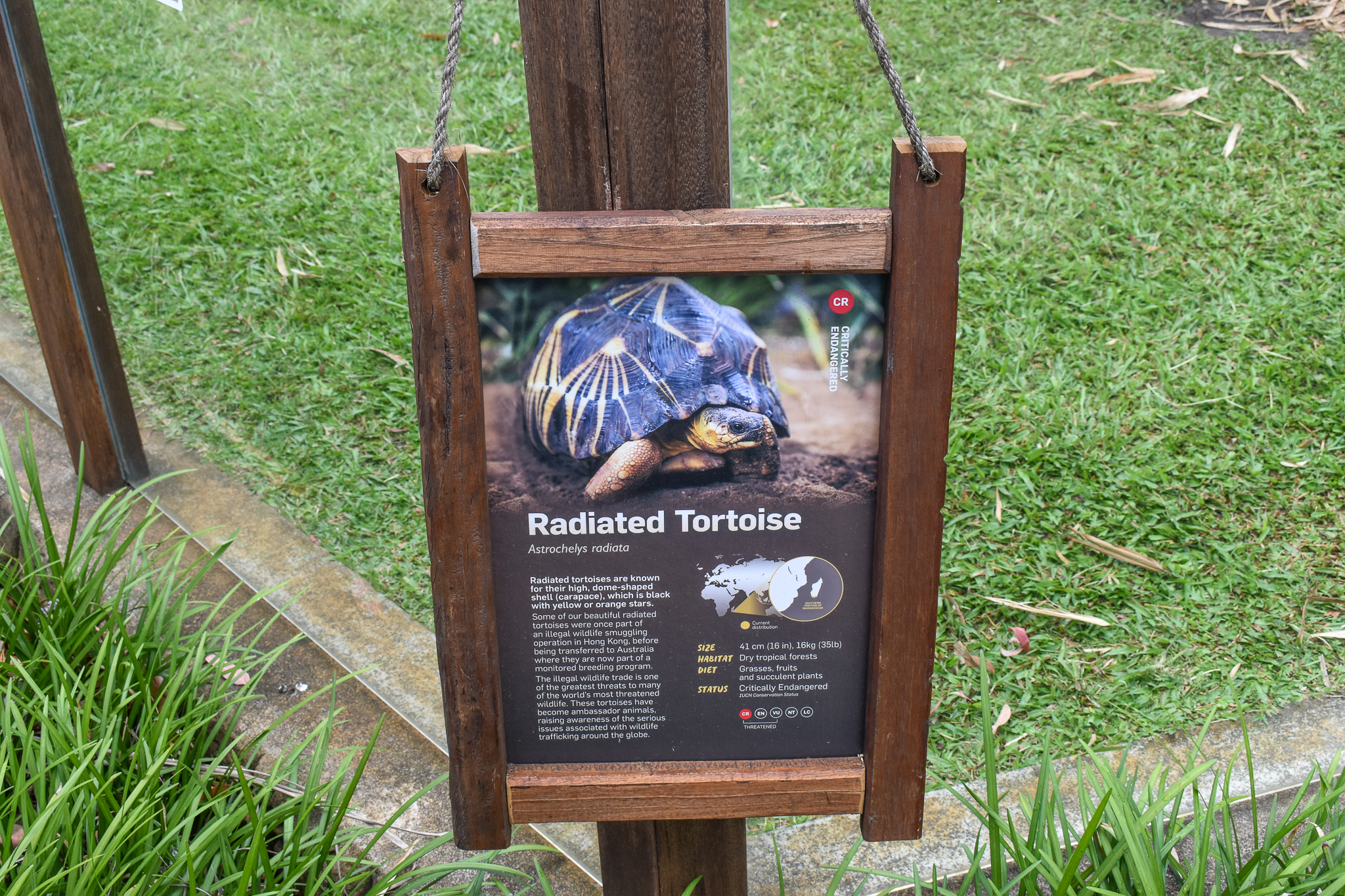 New Radiated Tortoise Sign