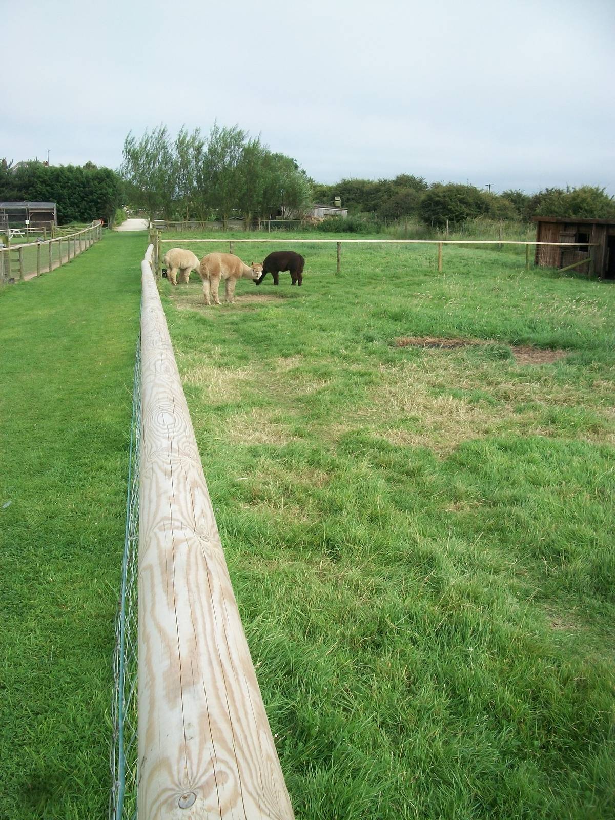 New railings on fencing, 24th July 2014