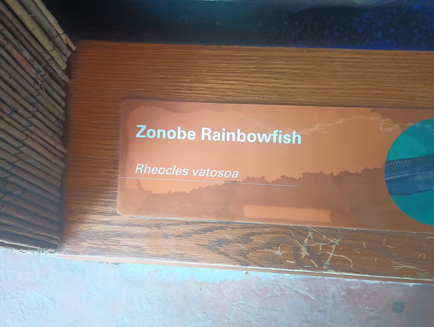 New Rainbowfish Signage African Rainforest