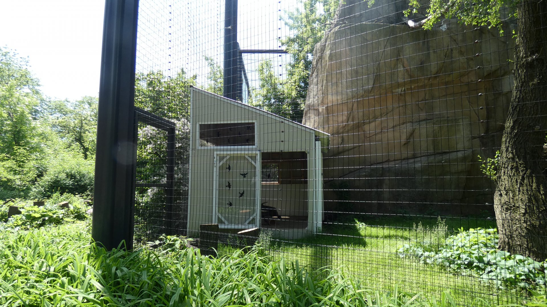 New Raptor Shelter?, Birds of Prey - May 2022