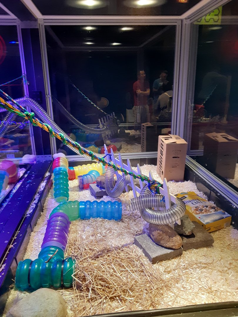 New Rat Maze- Final Section