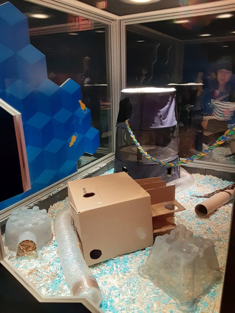 New Rat Maze- First Section