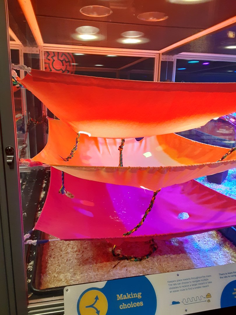 New Rat Maze- Second Section