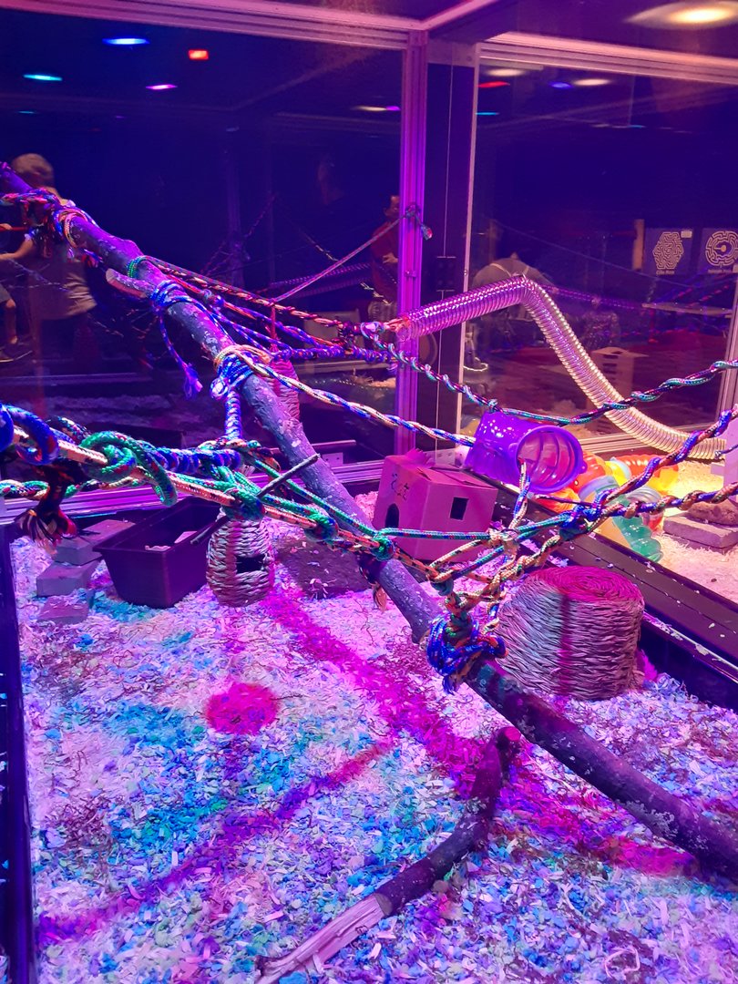 New Rat Maze- Third Section