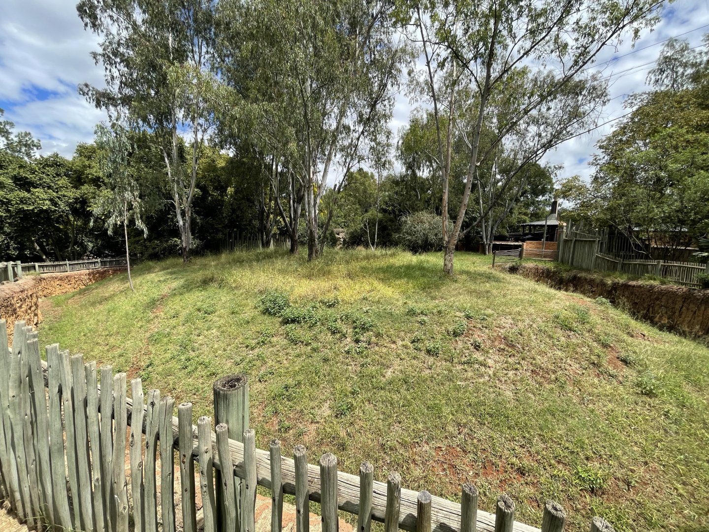 New Red Kangaroo Exhibit (Macropus rufus)