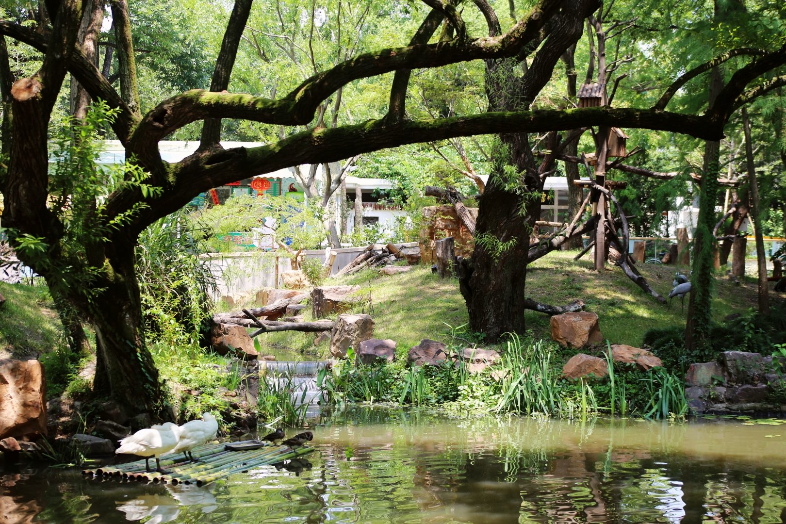 New Red Panda/ Demoiselle Crane Mixed Exhibit, General View from South