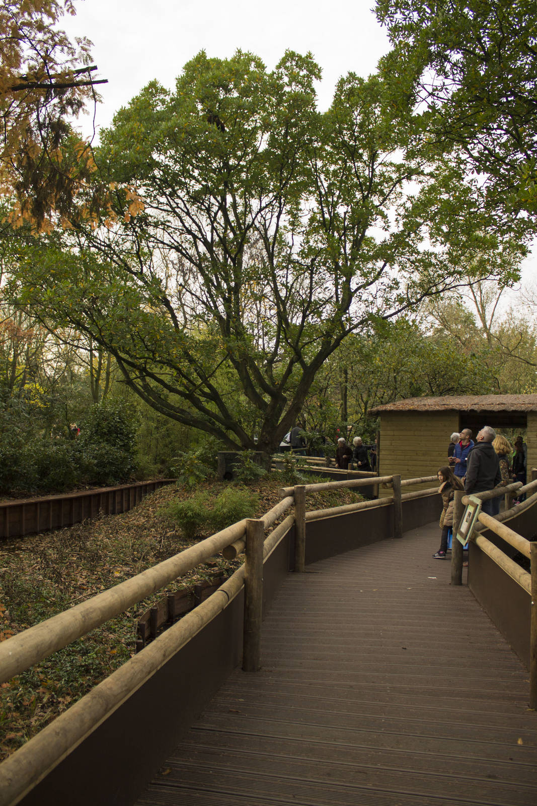 New red panda enclosure