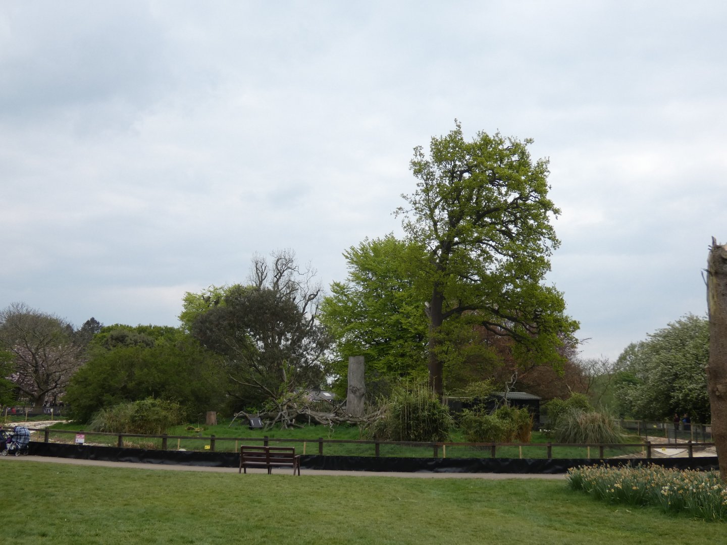 New Red panda enclosure