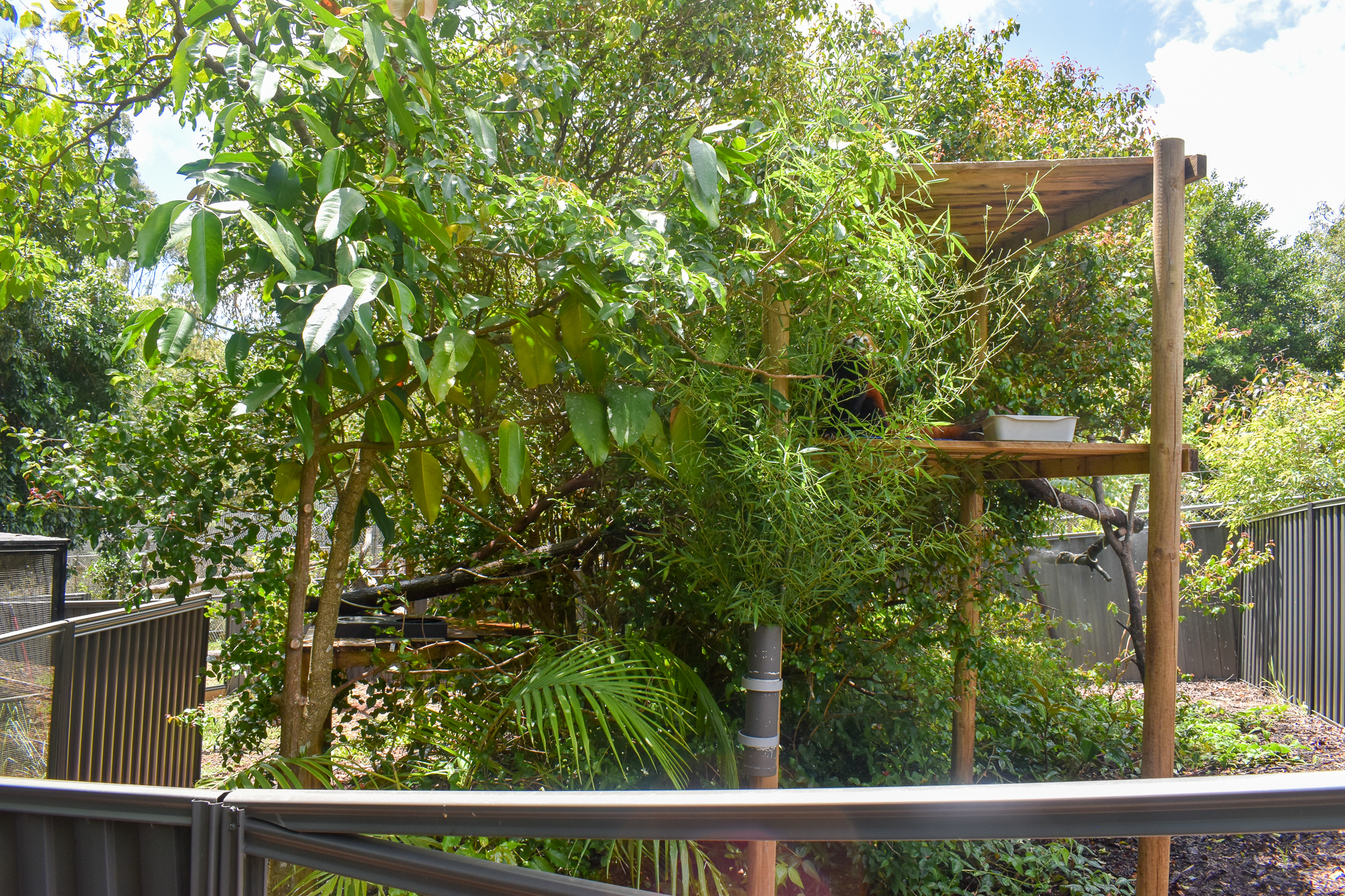 New Red Panda Enclosure