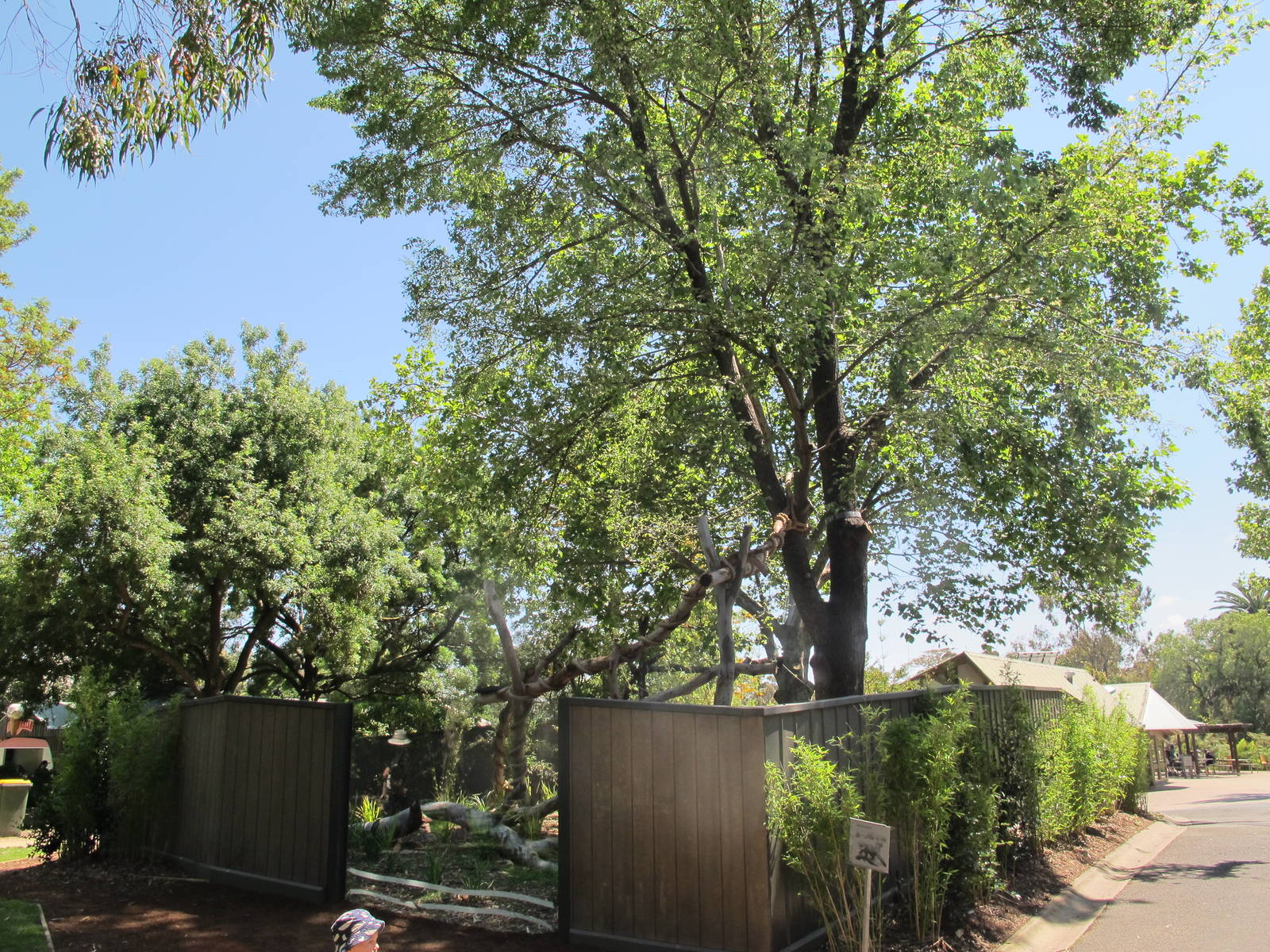 New Red Panda Exhibit - Melbourne Zoo November 2013