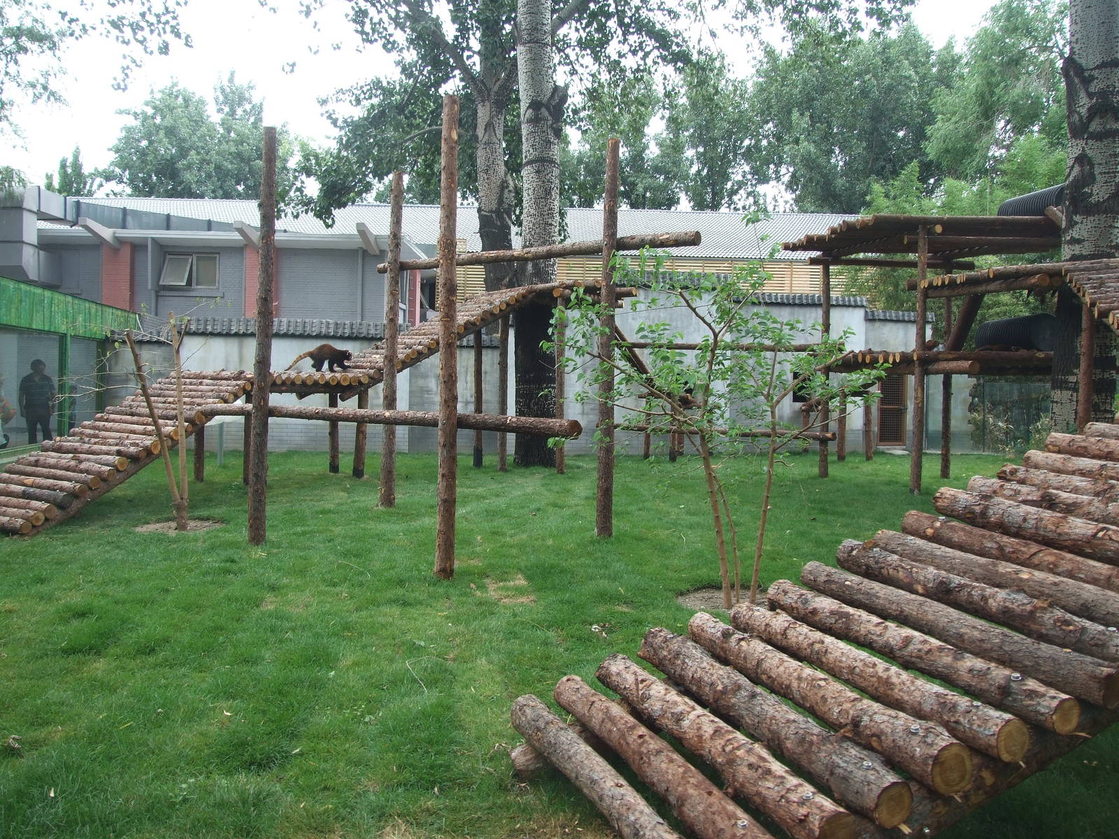 New red panda exhibit