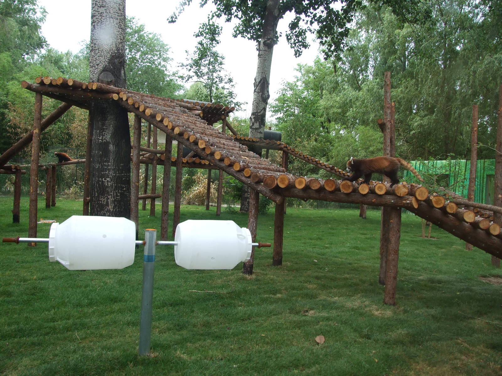 New red panda exhibit