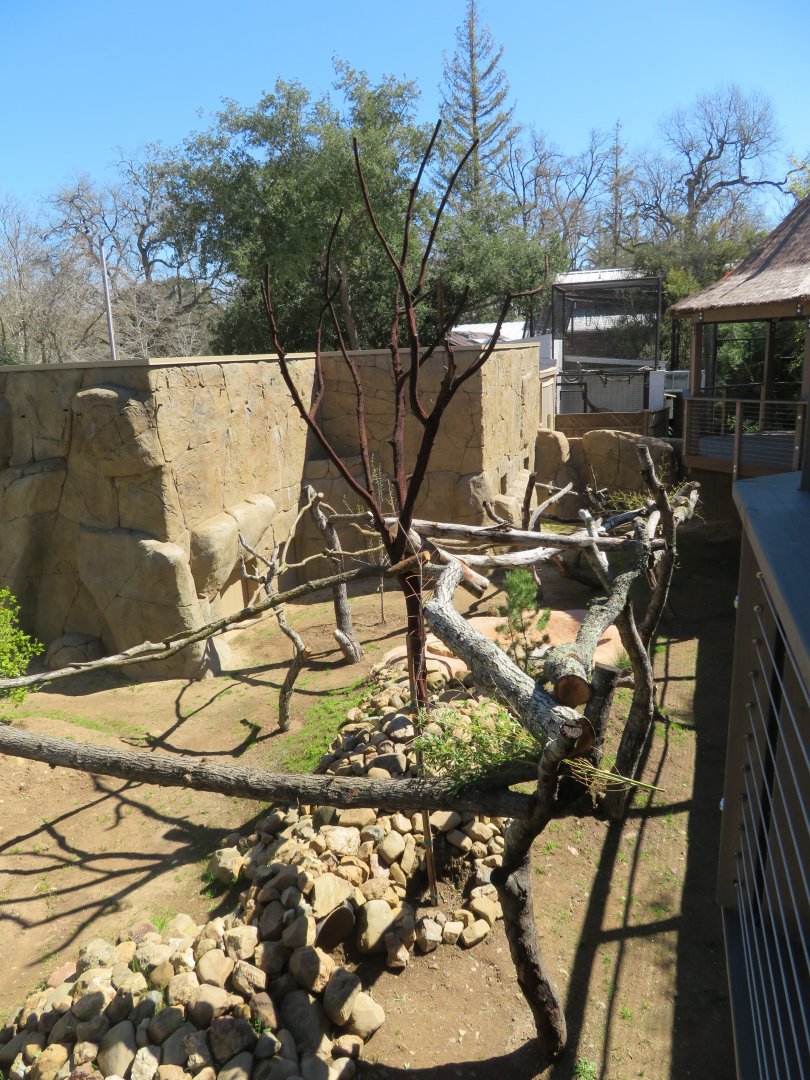 New Red Panda Exhibit