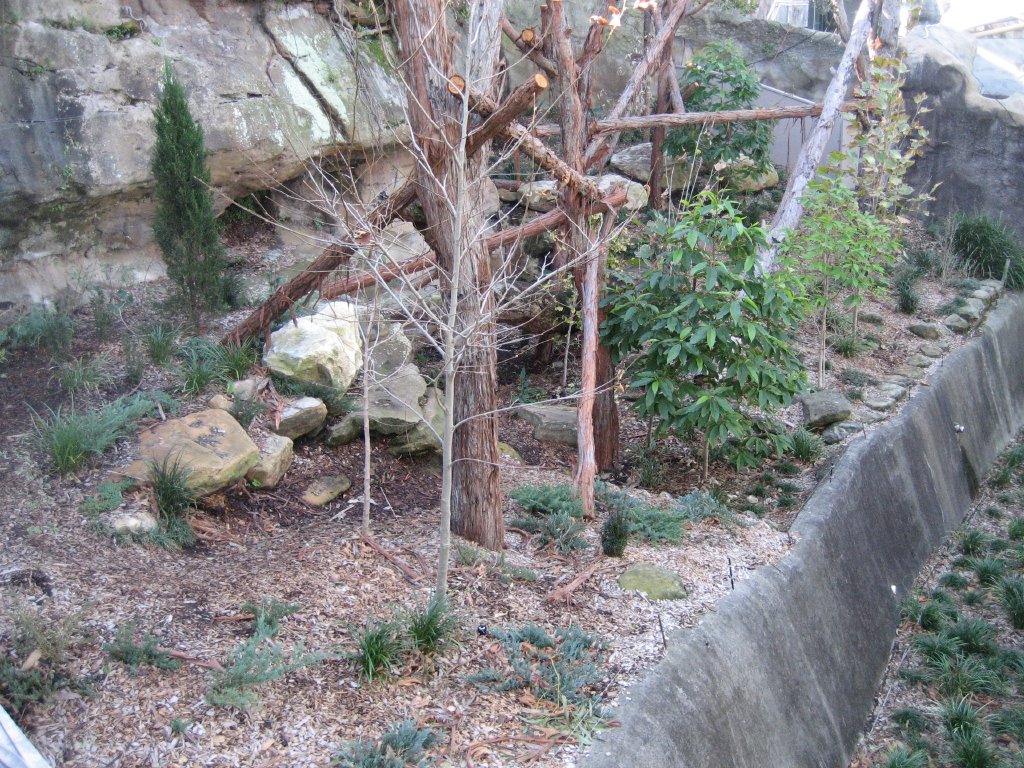 New Red Panda exhibit