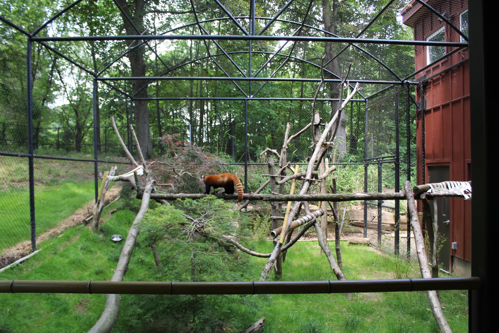 New Red Panda Exhibit