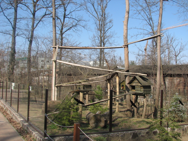 New Red panda exhibit
