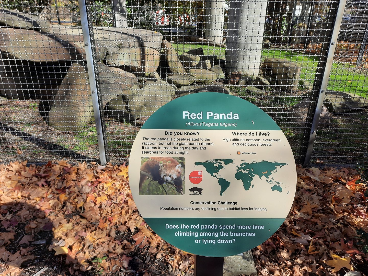 New Red Panda Exhibit