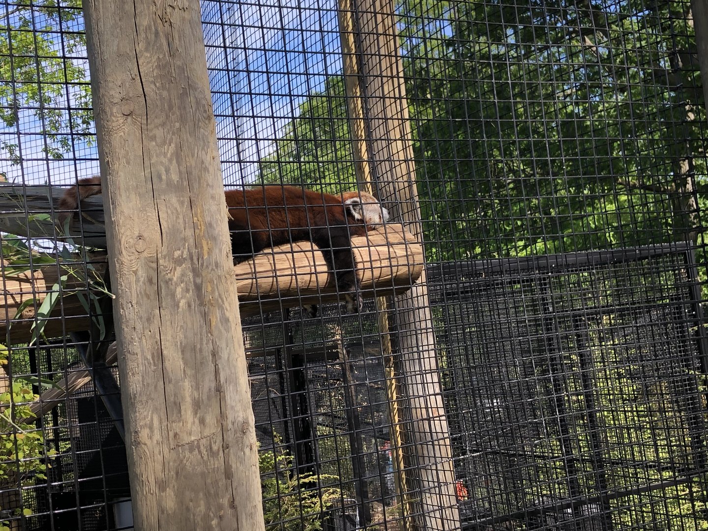 New Red Panda Exhibit