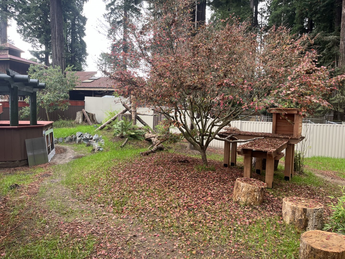 New Red Panda Habitat