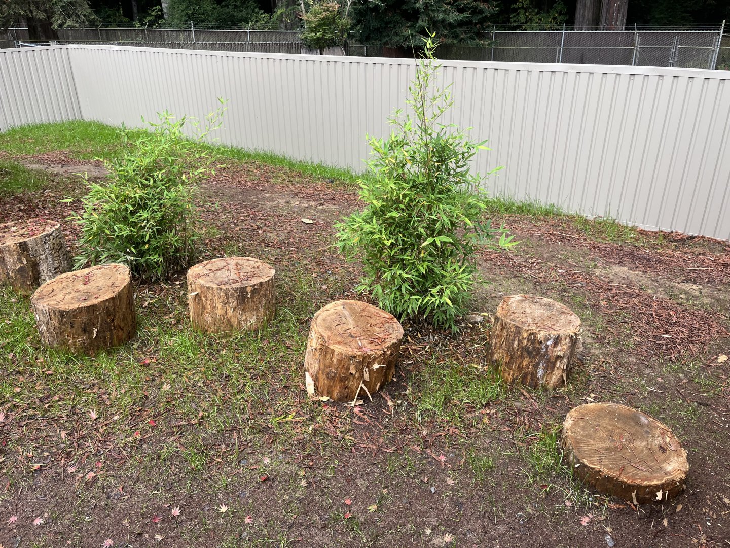 New Red Panda Habitat