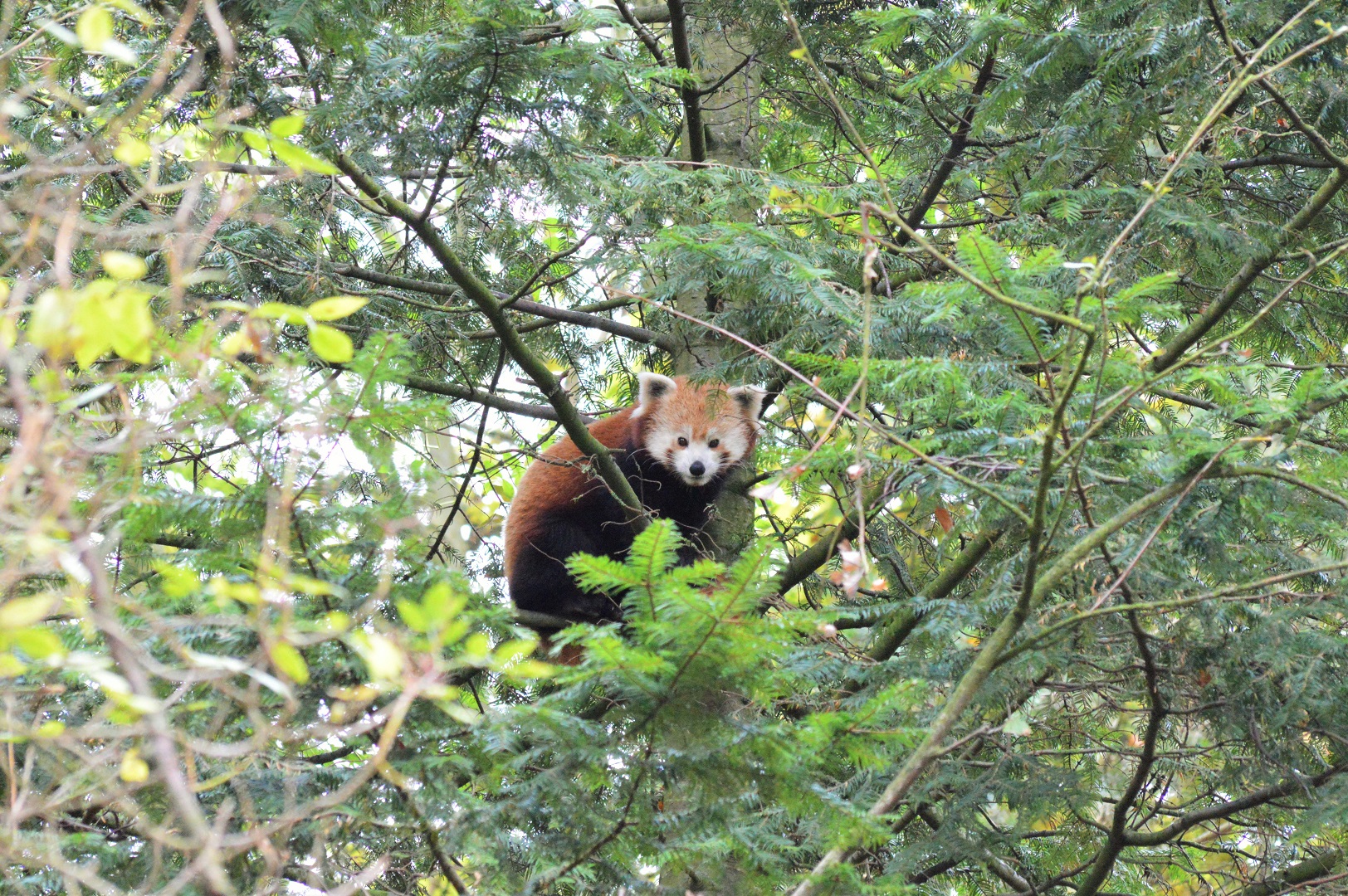 New red panda