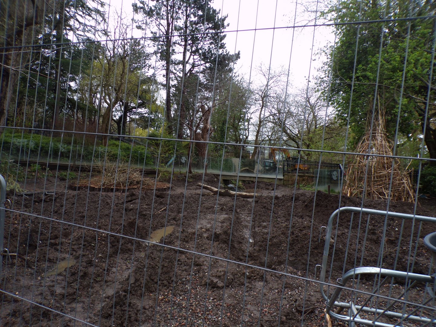 New red river hog enclosure construction 9.4.24