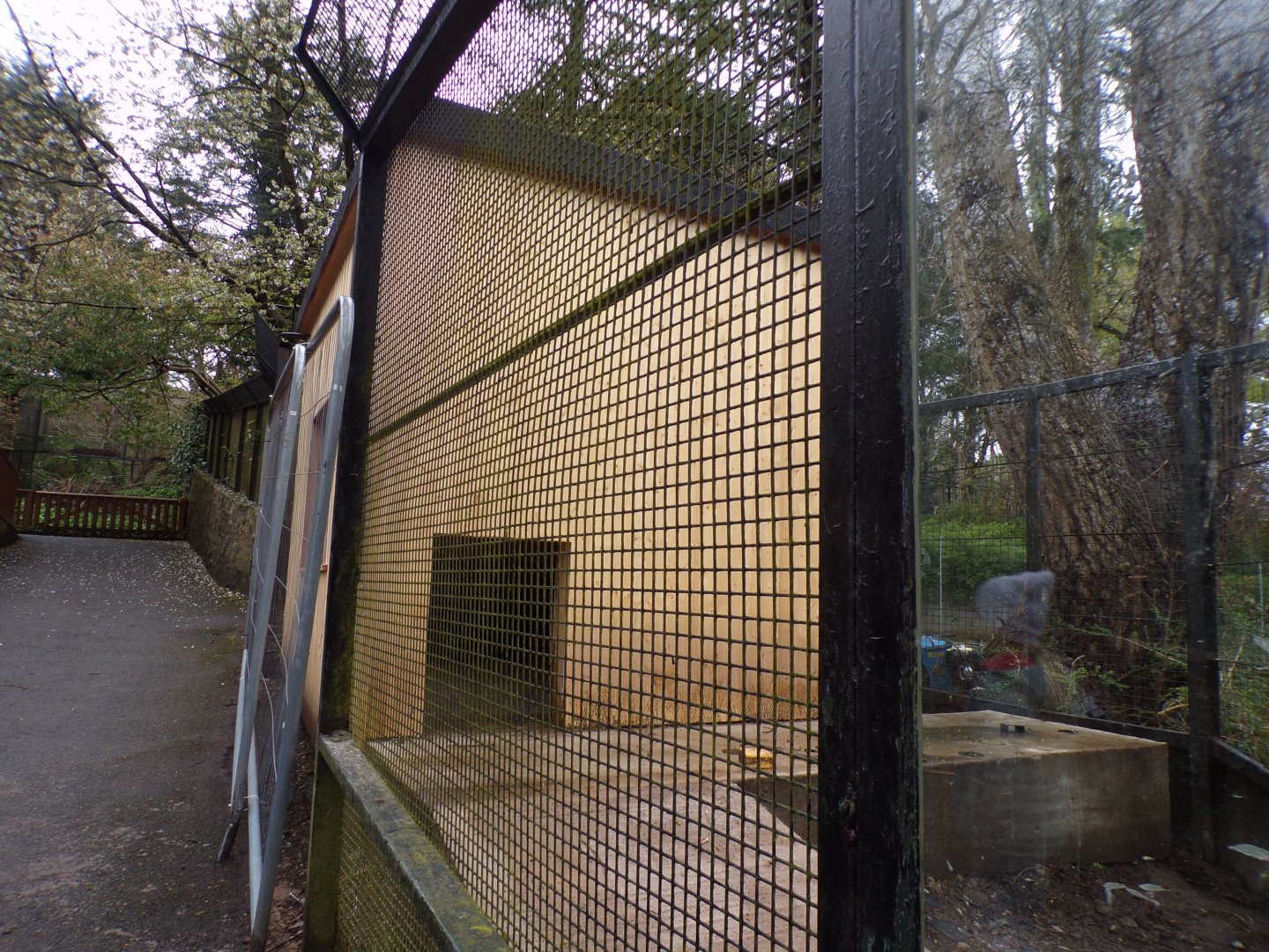 New red river hog enclosure construction 9.4.24