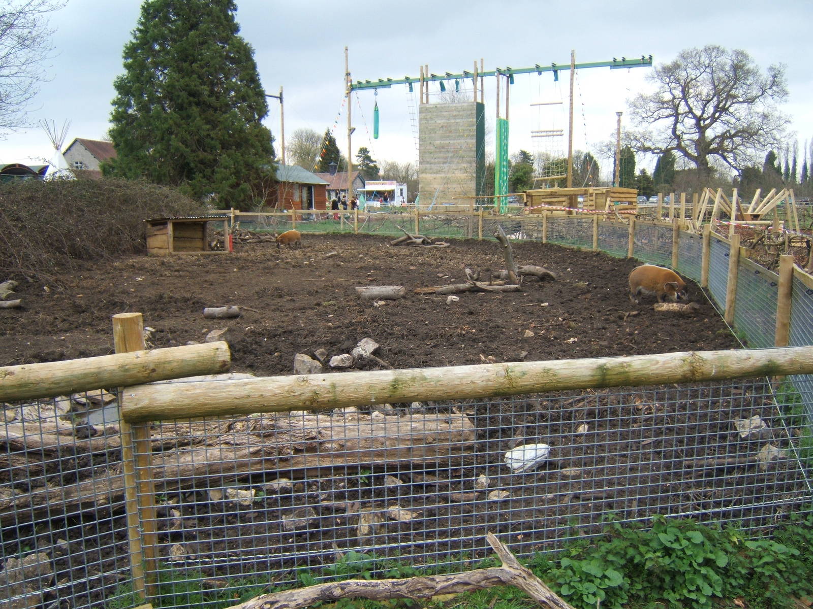 New Red River Hog exhibit