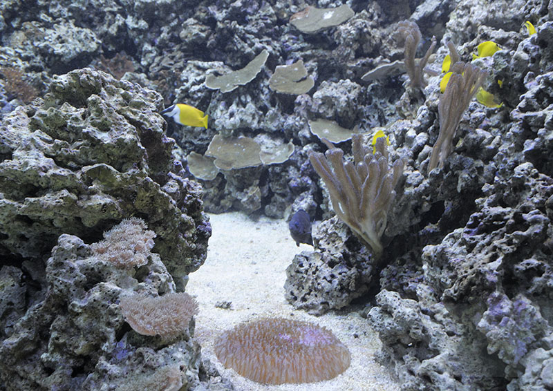 New Reef Aquarium (1)