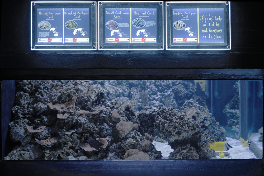 New Reef Aquarium (2)