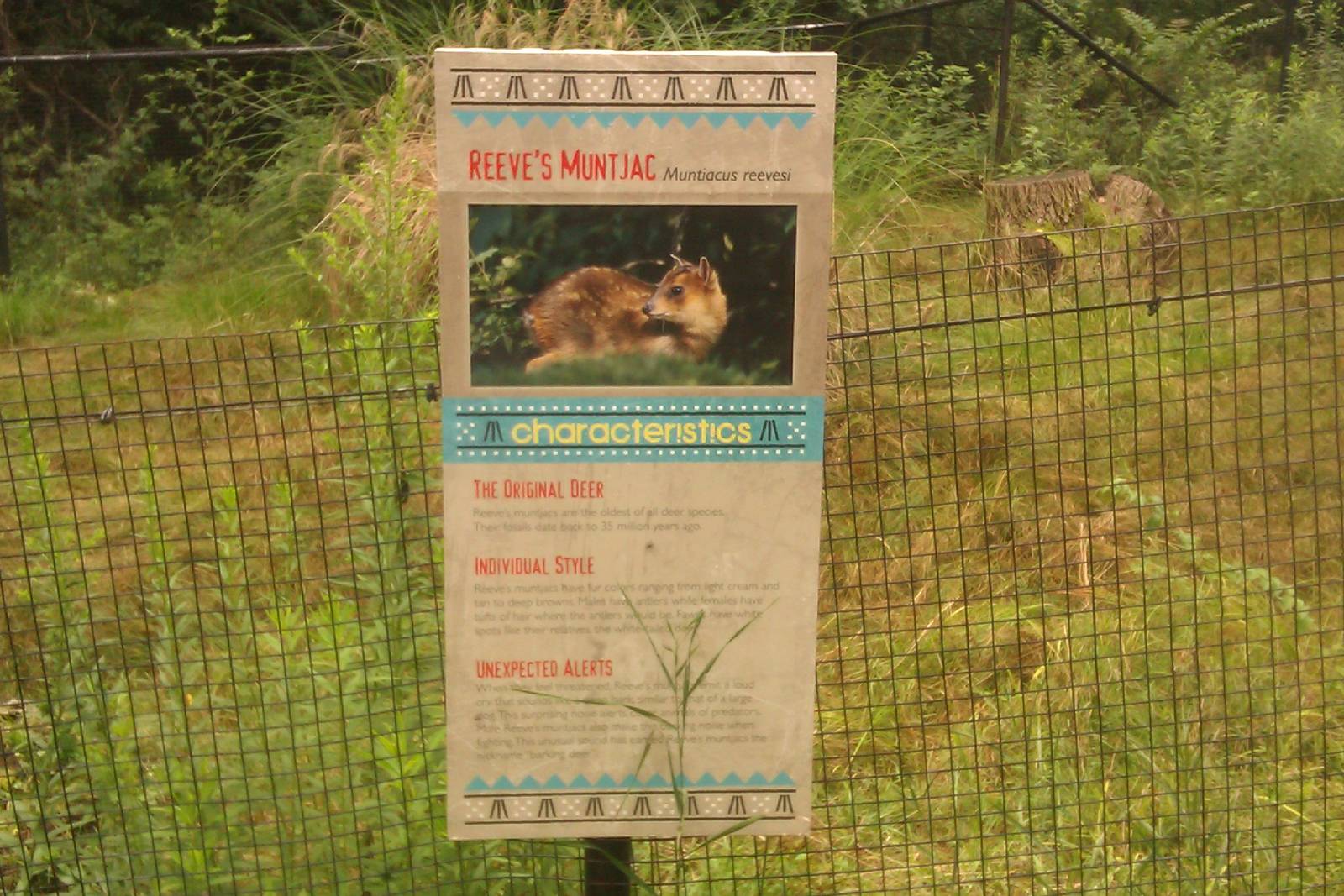 New Reeves Muntjac Sign