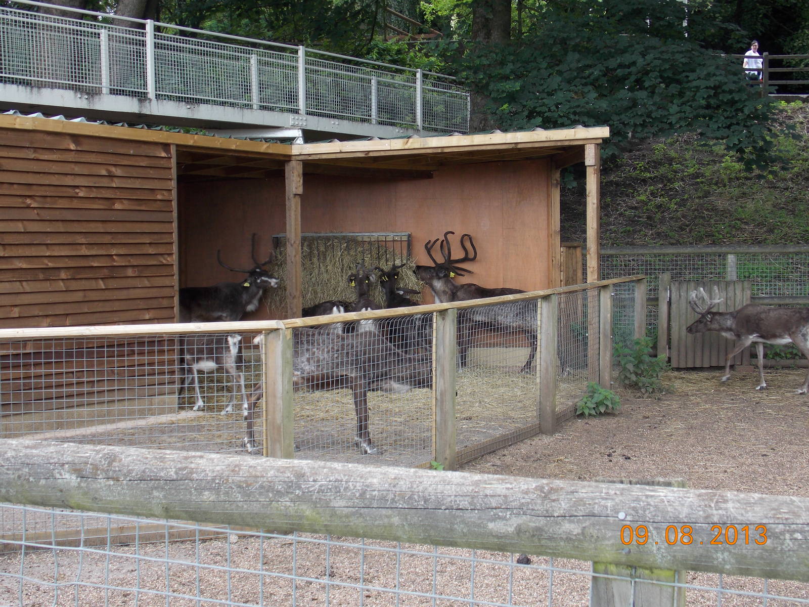 New Reindeer stable