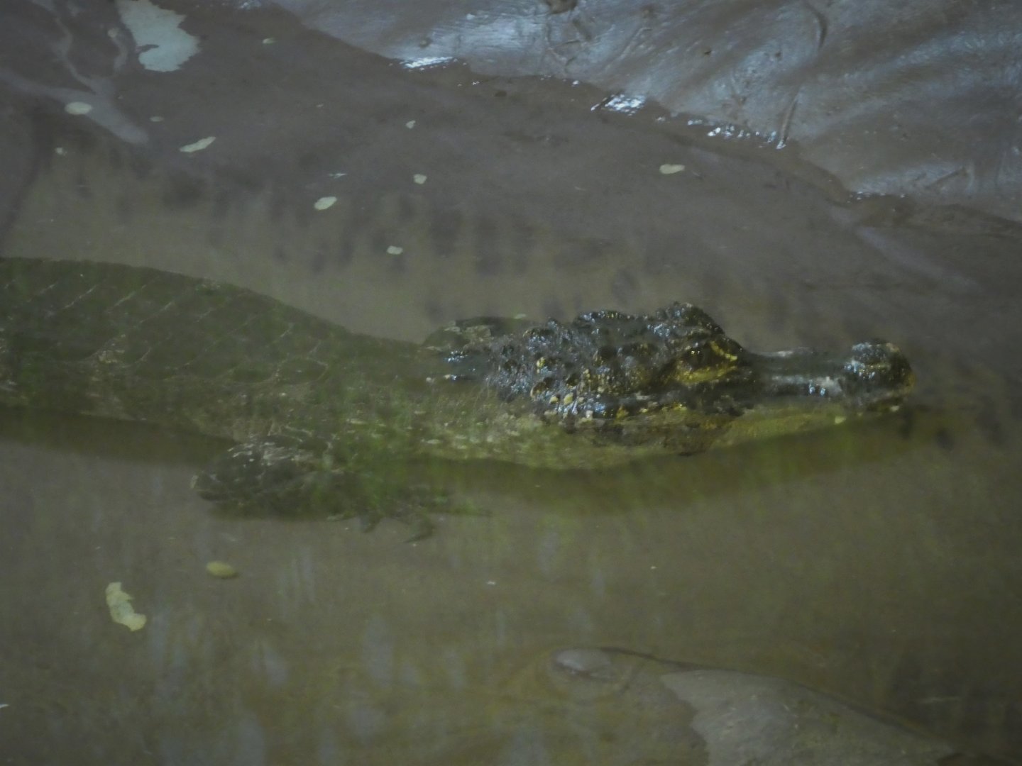 NEW - Reptile & Amphibian House - Chinese Alligator