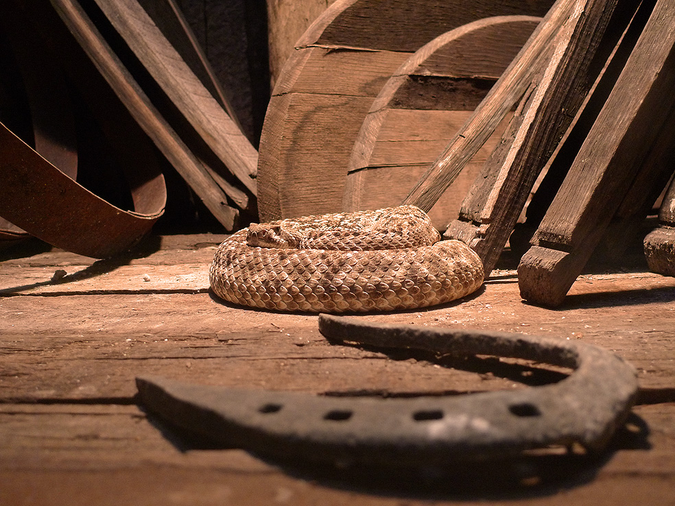 New Reptile House Theming II