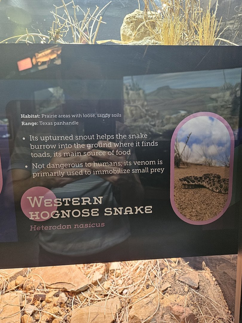 New reptile, New sign