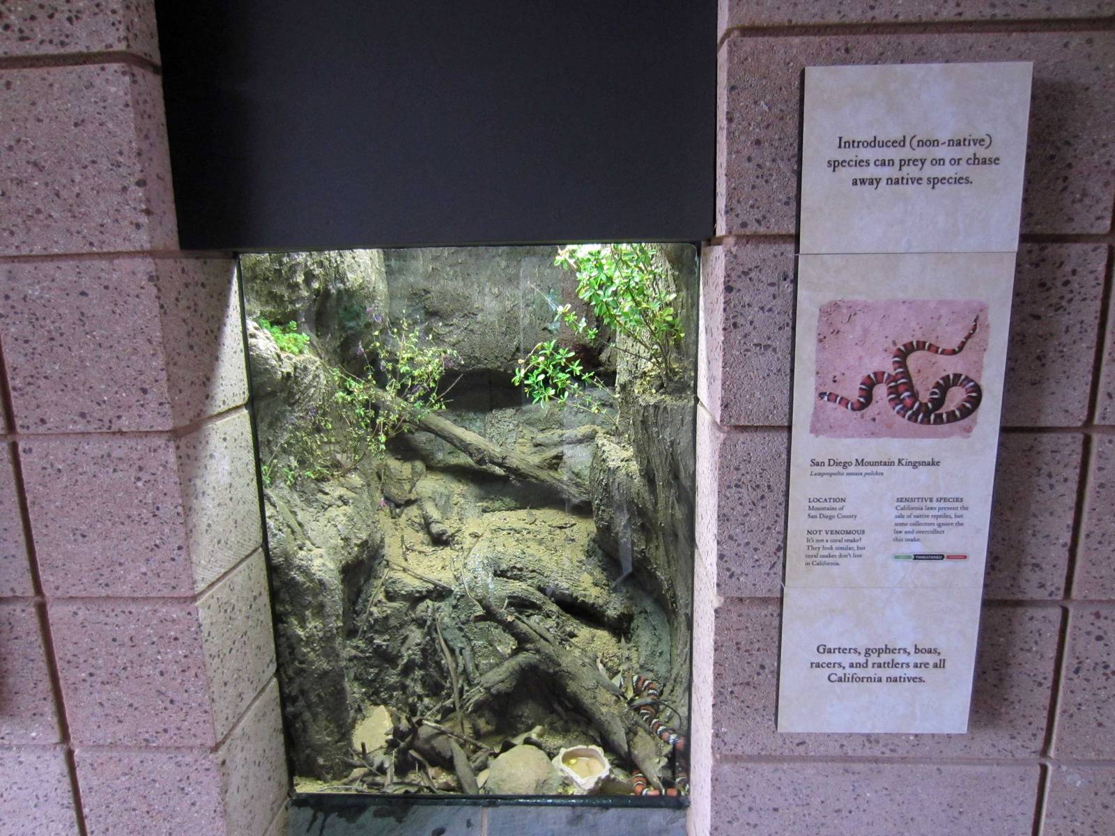 New Reptile Walk - Opened July 4th