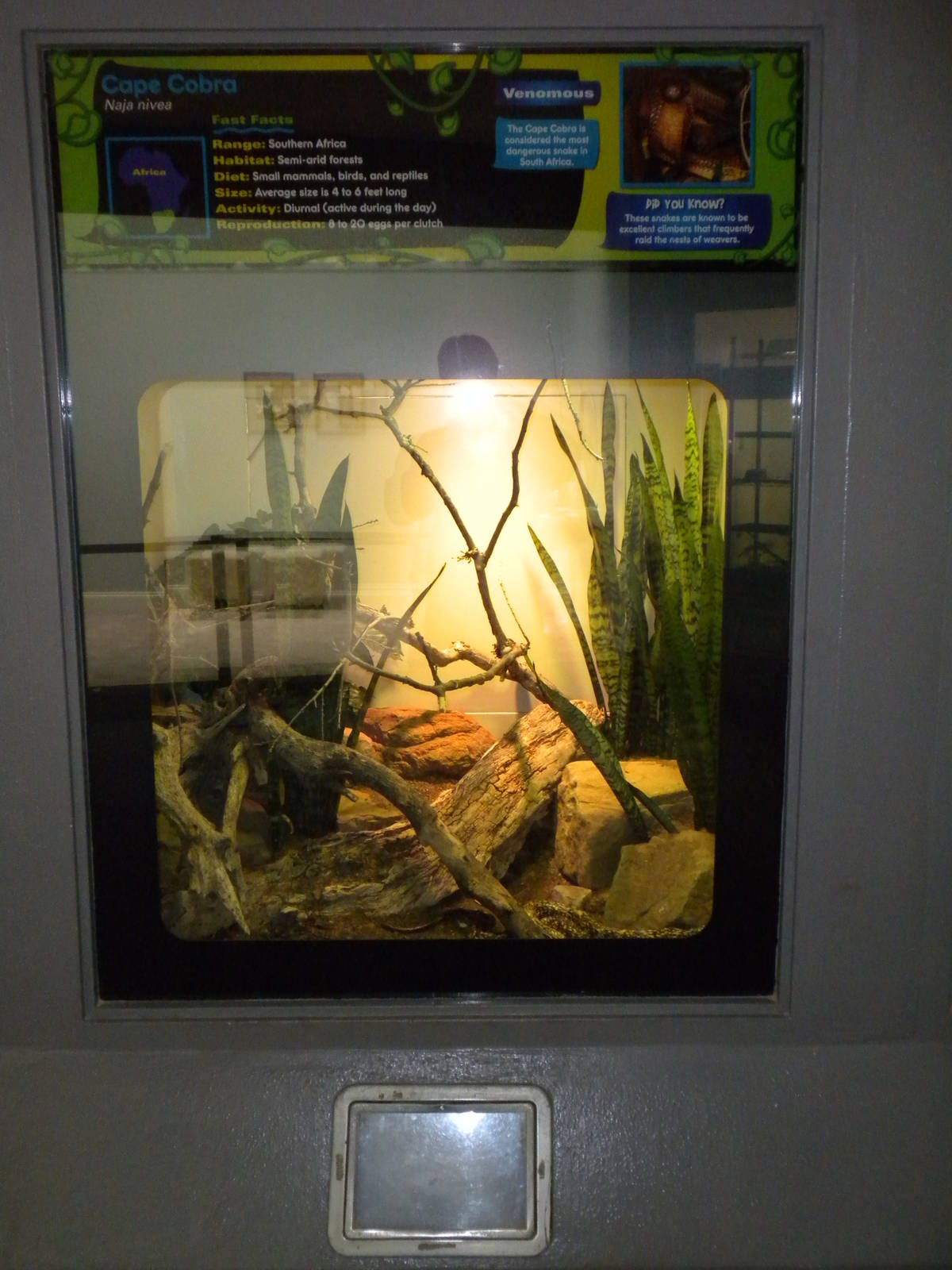 New Reptile Wing - Cape Cobra