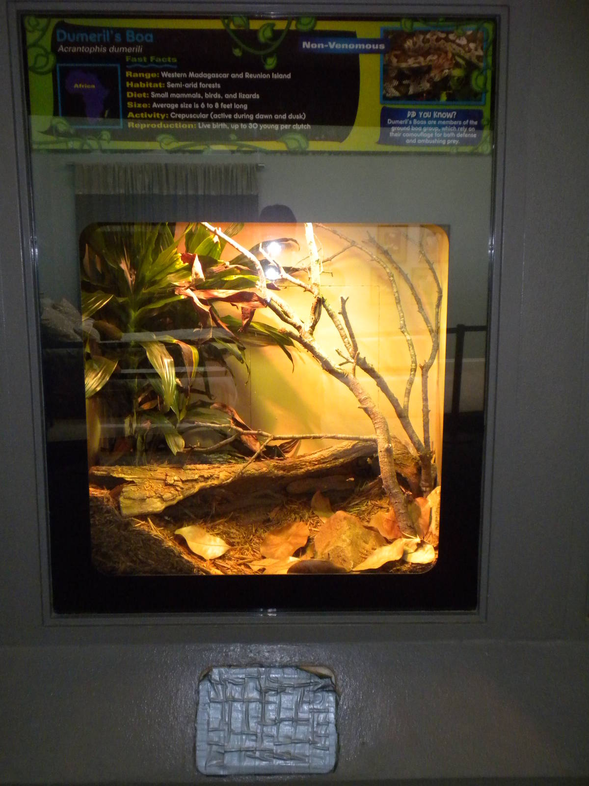 New Reptile Wing - Demeril's Boa