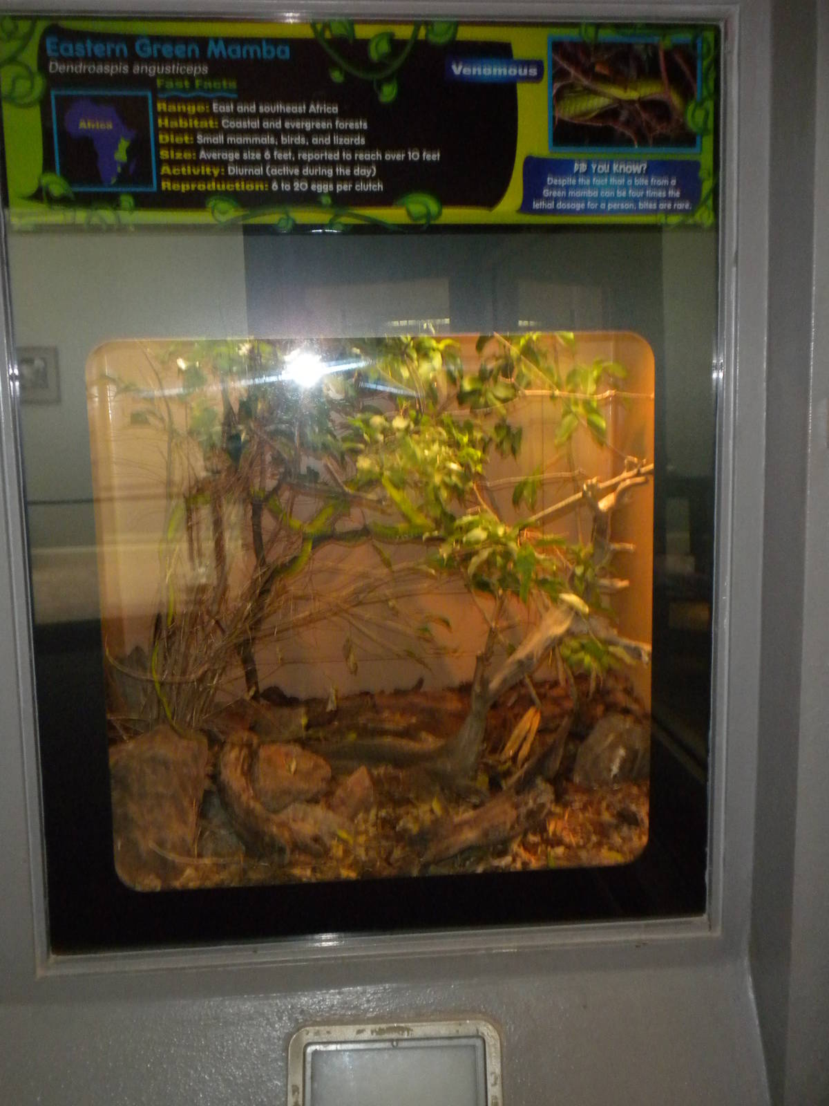 New Reptile Wing - Eastern Green Mamba