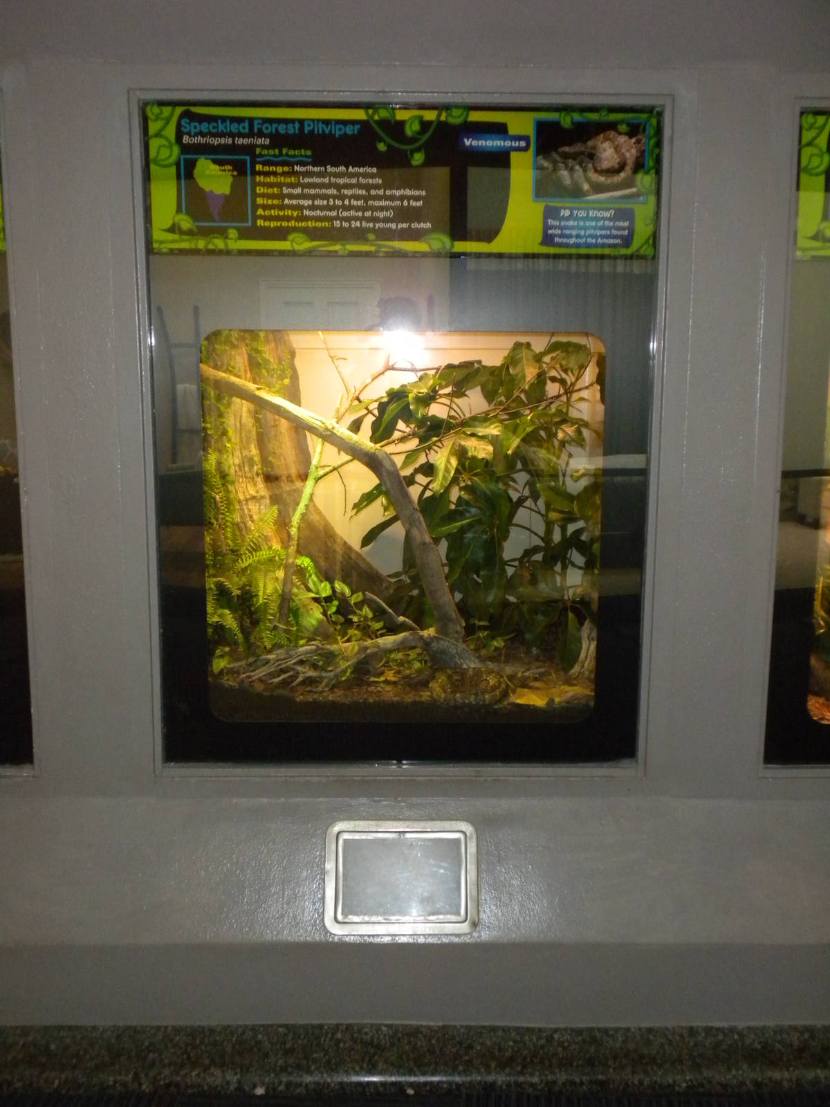 New Reptile Wing - Speckled Forest Pitviper