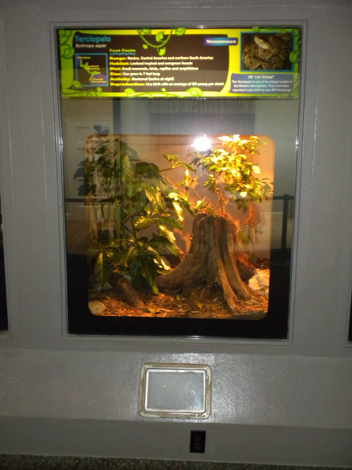 New Reptile Wing - Terciopelo