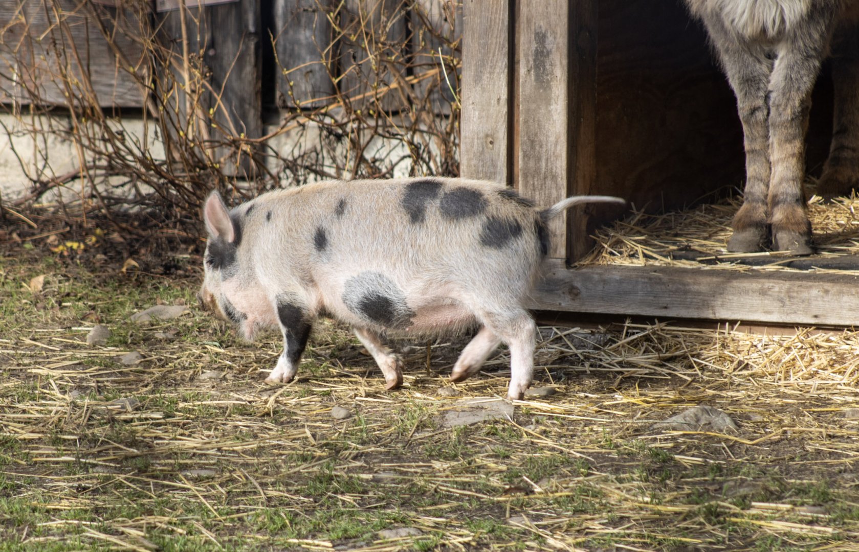 New Resident - Domestic Hog