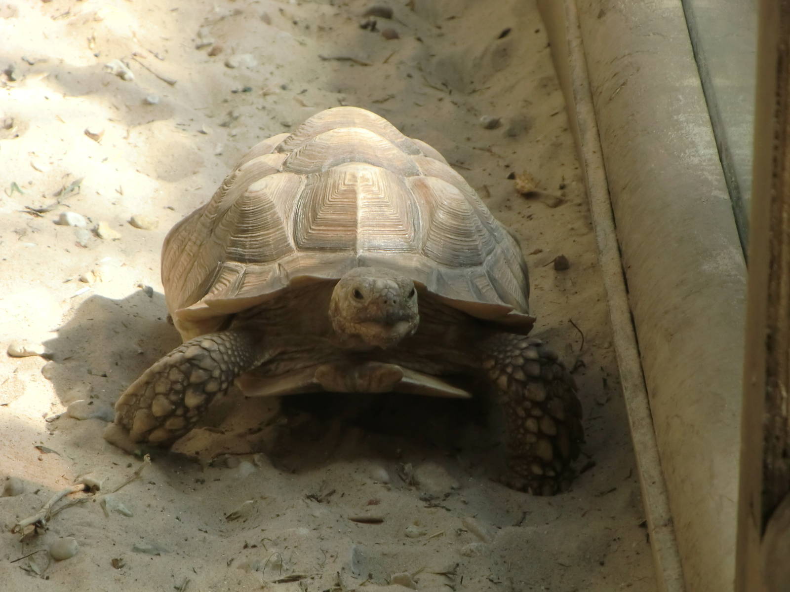 New residents in Monkey Tails