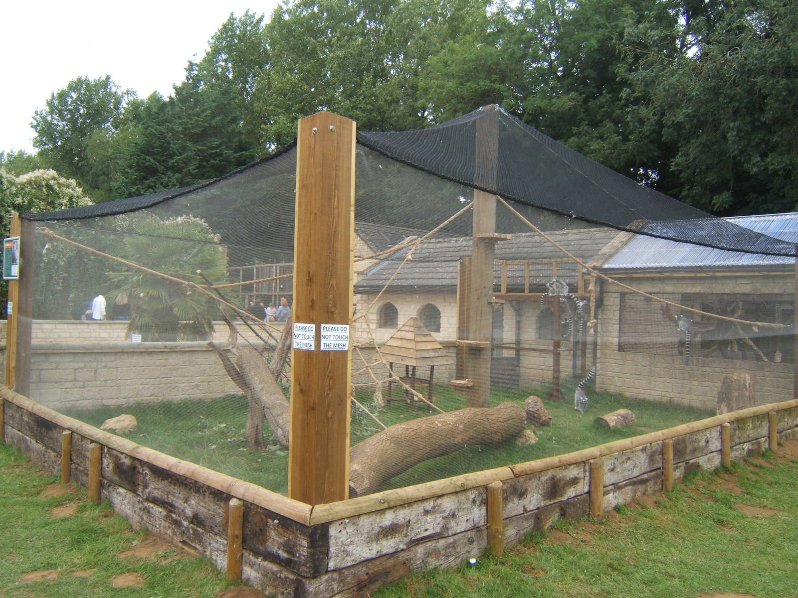 New Ring-tailed Lemur enclosure