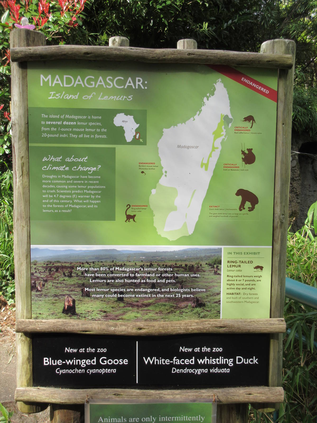 New Ring-Tailed Lemur Exhibit Sign