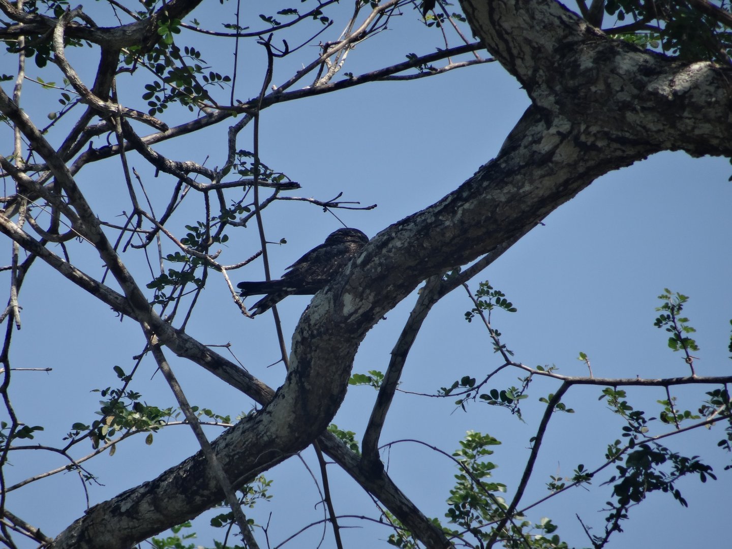 New River- Lesser Nighthawk