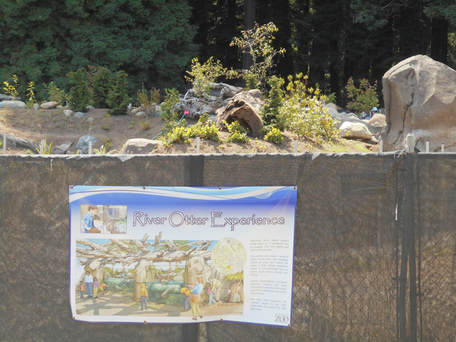 New river otter exhibit construction